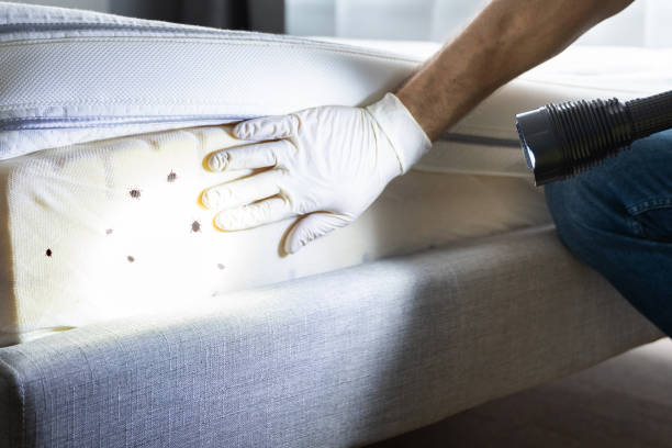Best Local Pest Control Services  in Santa Ynez, CA